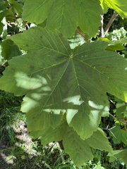 Acer pseudoplatanus