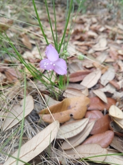 Callisia ornata