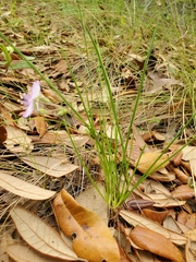 Callisia ornata