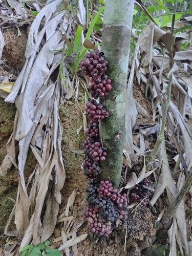 Ficus benguetensis (Ficus benguetensis)