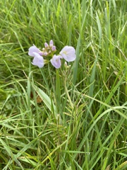 Cardamine