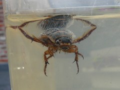 Dytiscus marginalis