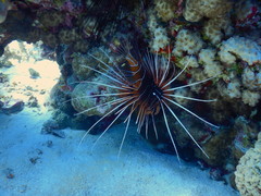 Pterois cincta
