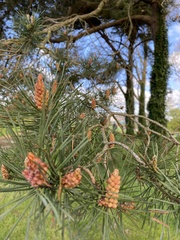 Pinus