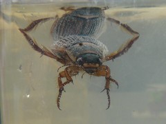 Dytiscus marginalis