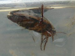 Dytiscus marginalis