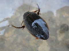 Dytiscus marginalis