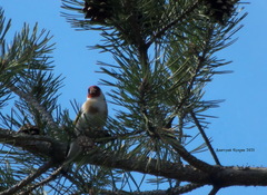 Carduelis carduelis