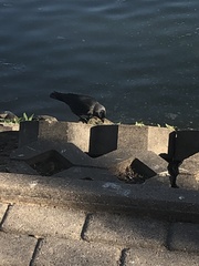 Corvus monedula