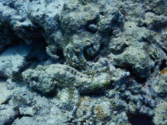 Scorpaenopsis diabolus