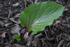 Cardiocrinum cordatum