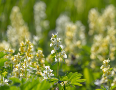 Corydalis bracteata