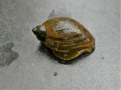 Ampullaceana balthica
