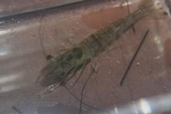 Penaeus setiferus