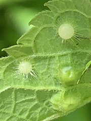 Pachypsylla celtidisumbilicus