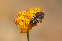 Acmaeodera hepburnii