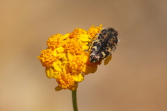 Acmaeodera hepburnii