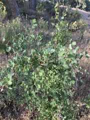 Lonicera subspicata denudata