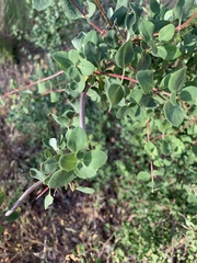 Lonicera subspicata denudata