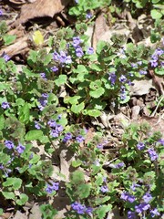 Glechoma hederacea
