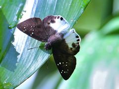 Tagiades calligana