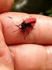 Benibotarus alternatus