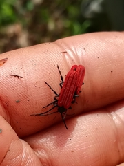 Benibotarus alternatus