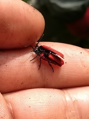 Benibotarus alternatus