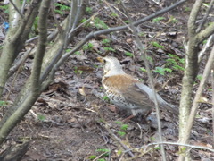 Turdus pilaris