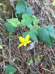 Viola lobata integrifolia