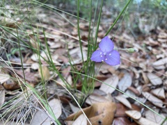 Callisia ornata