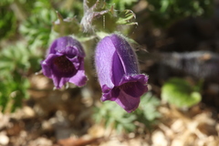 Pulsatilla campanella