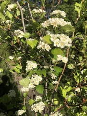 Crataegus chrysocarpa piperi