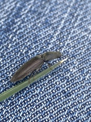 Athous haemorrhoidalis