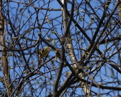 Phylloscopus trochilus