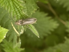 Cidnopus aeruginosus