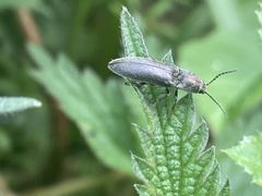 Cidnopus aeruginosus