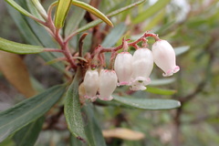 Comarostaphylis polifolia