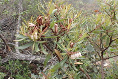 Comarostaphylis polifolia