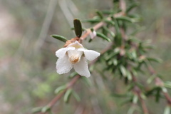 Fendlera linearis