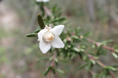 Fendlera linearis