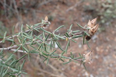 Fendlera linearis