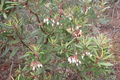 Comarostaphylis polifolia