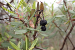 Comarostaphylis polifolia