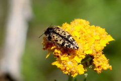 Acmaeodera hepburnii