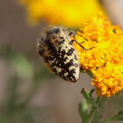 Acmaeodera hepburnii