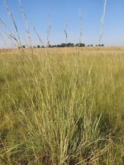Hyparrhenia dregeana