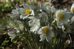Pulsatilla orientali-sibirica