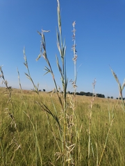 Hyparrhenia dregeana