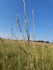 Hyparrhenia dregeana